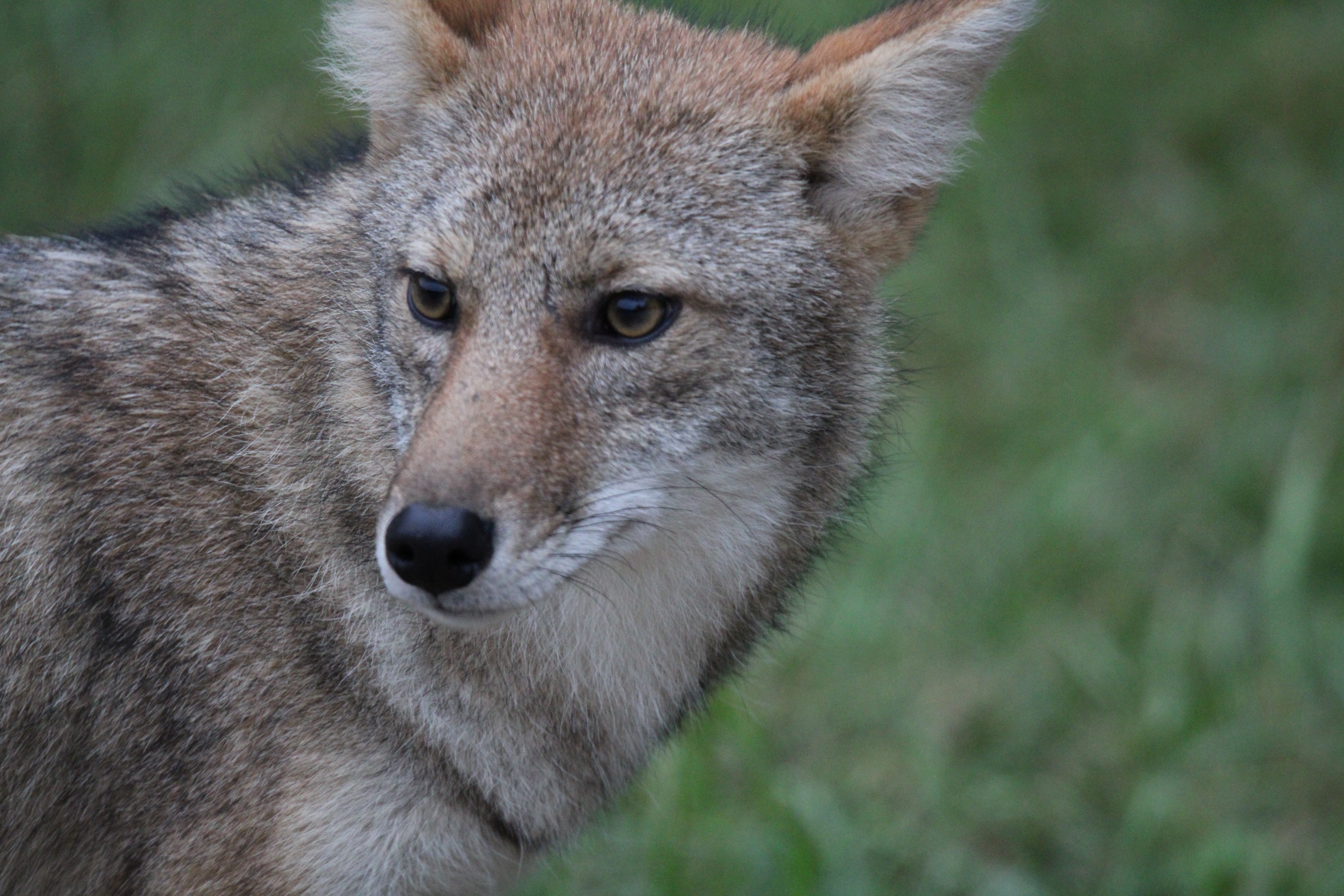 What Wildlife and Nature Photography Has Taught Me